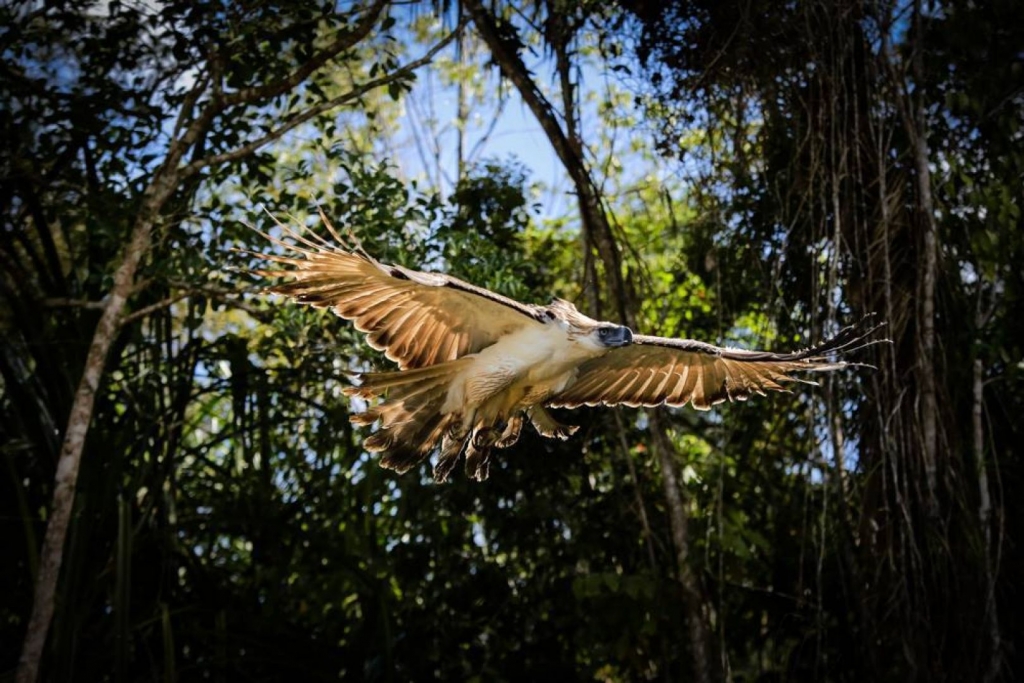 Critically endangered Philippine Eagle found killed