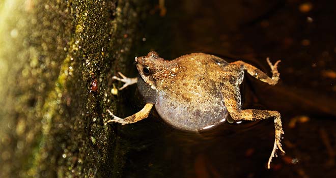 Túngara Frogs Can Select Less