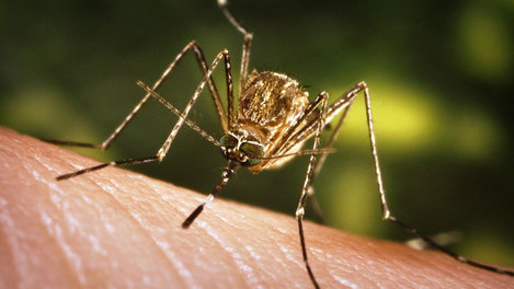 First human West Nile virus case reported in Indiana for