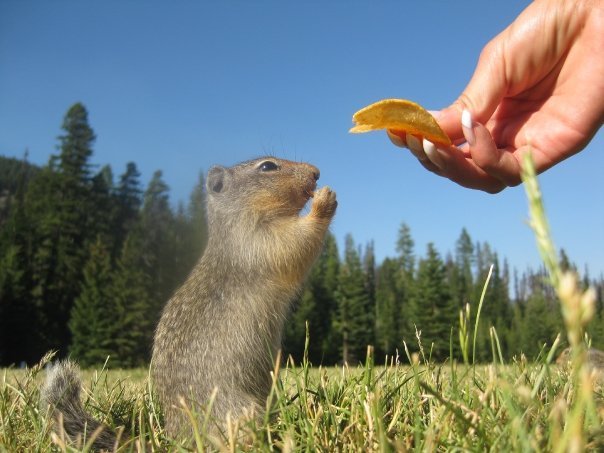 FlickrDon't feed the squirrels