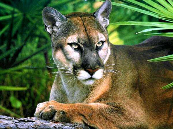 Panther Protection Policies In Florida Will Be Rethought