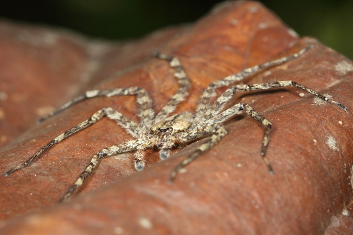 Flat Spiders Can Fly With Precision