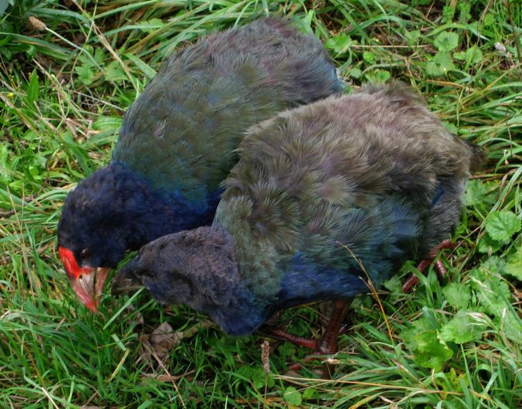 Takahe parent feeding chick on Tiritiri Matangi Island New Zealand       Wikimedia Commons