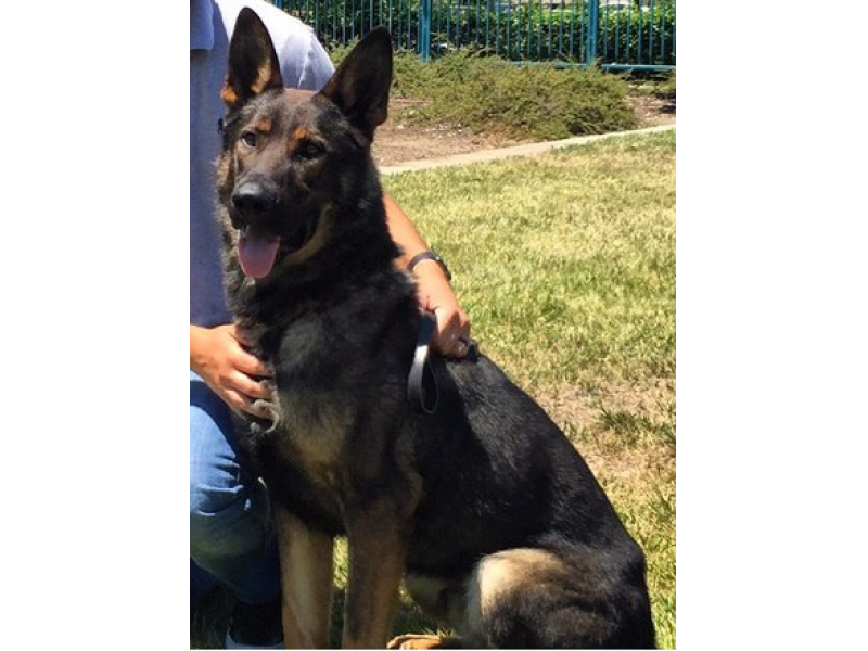 Police K9 Found Safe After Friday Night Escape