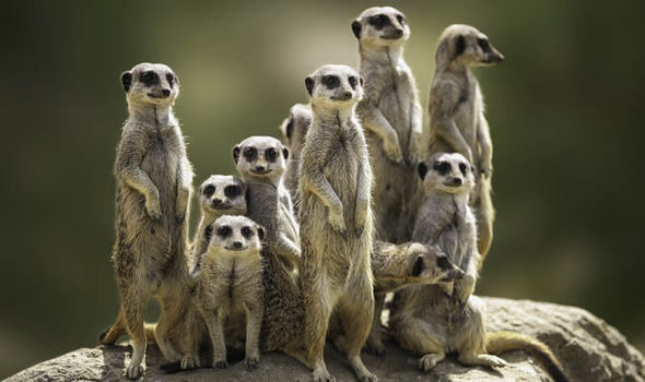 A group of meerkats