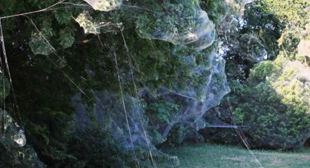 Massive spider web found in Texas