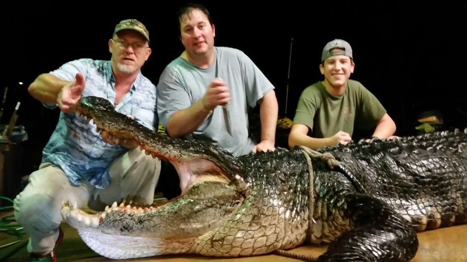 Alligator weighs in at 920 pounds