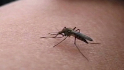 Health Department Mosquitoes test positive for West Nile Virus in Milwaukee