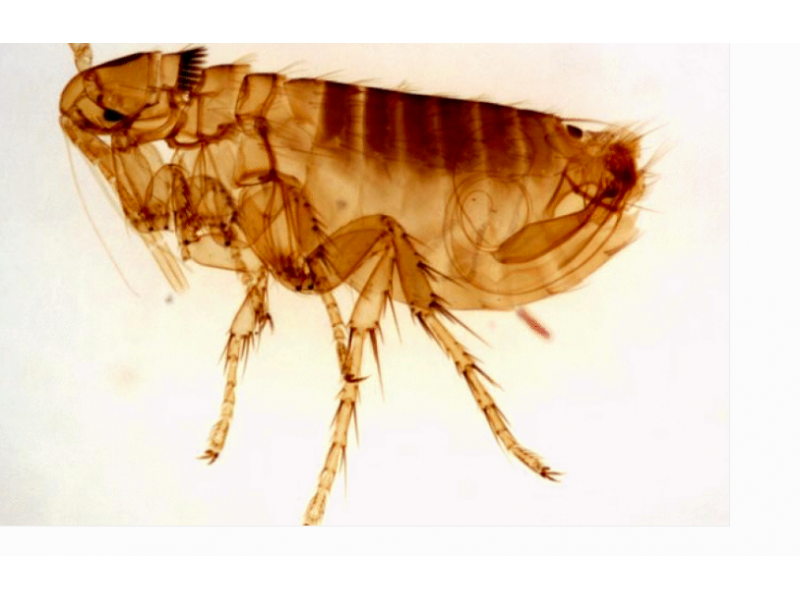 Plague Infects Los Angeles Area Child