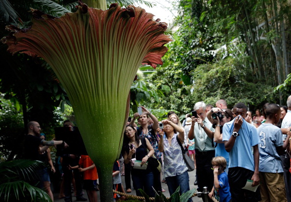 Corpse flower's bloom anxiously awaited at Chicago Botanic Garden