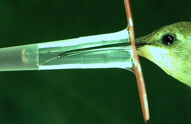 Watch: Hummingbird tongues are tiny pumps