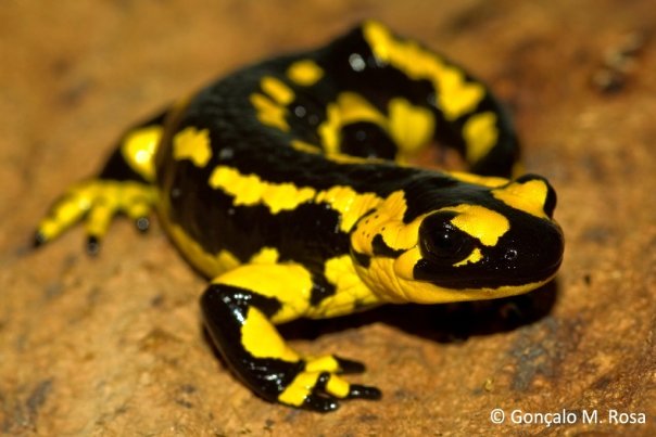 Fungus Outbreak May Kill Off US Salamanders