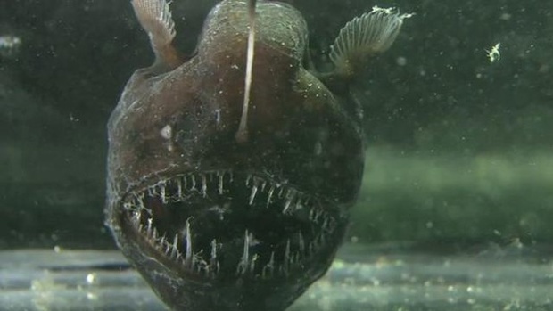 Humpback_Anglerfish