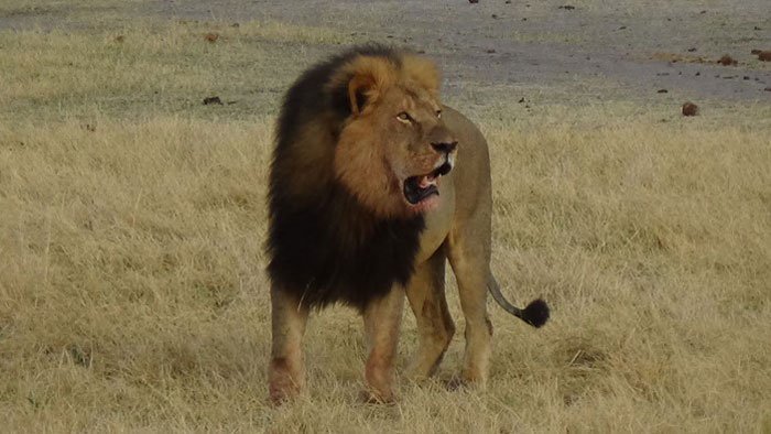 An American man is being sought in connection with a case that has drawn international attention- the killing of Cecil the lion- Zimbabwean officials said Tuesday