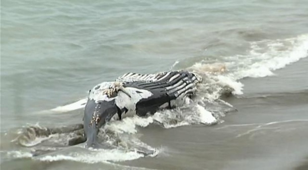 Dead Humpback Whale Washes Ashore In Pacifica