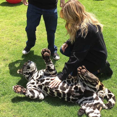 Khloe Kardashian Playing With Jaguars Will Literally Make Your Day