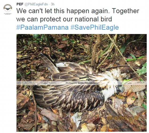 Killed The rare Philippine Eagle was found with a bullet wound in her chest just two months after being released back into the wild