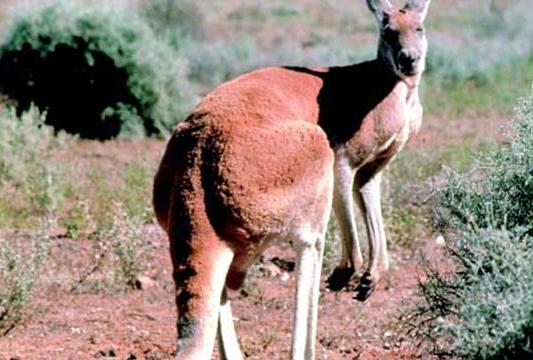 Authorities say one or two wallaroos a type of kangaroo have escaped from a north Tucson home