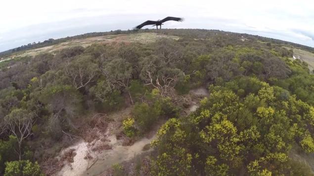 A Wedge Tailed Eagle showed this Australian drone pilot its power knocking the drone out of the sky in one hit