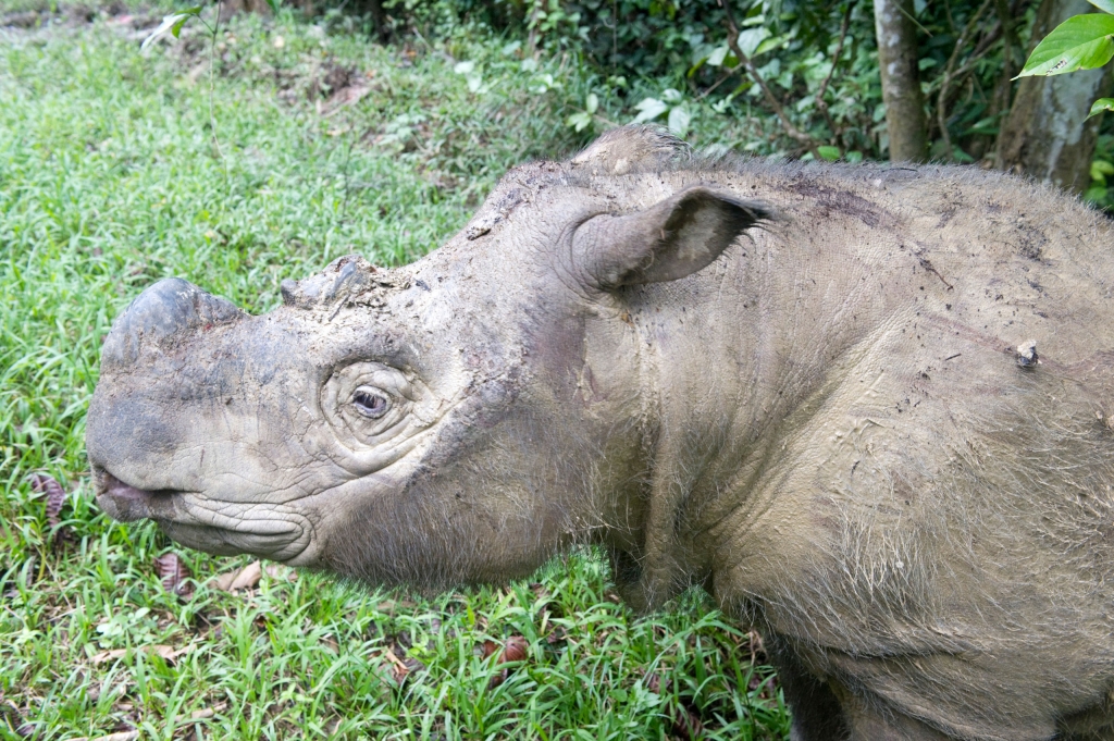 Male Sumatran rhino  in wallow Tabin Reserve Sabah Borneo Malaysia Southeast Asia Asia