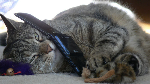 Everybody Hates When You Use Your Phone at Dinner