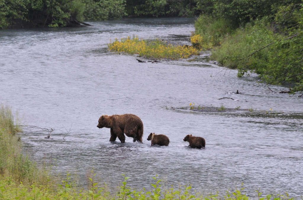 A brown bear sow with two cubs crossing the Resurrection River near mile 3 of the Seward Highway. Seward Kenai Peninsula Alaska