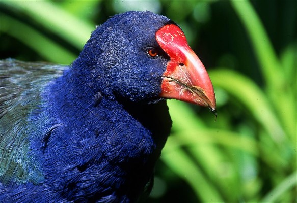 Marksmen in New Zealand Accidentally Shoot Four Critically Endangered Takahe Birds Apologize for the Unfortunate Incident