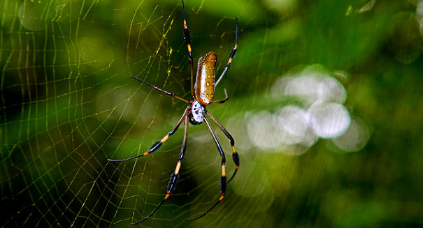 Dallas suburb enveloped by giant spider web