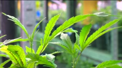 Results expected on Menominee Indian Tribe's vote on marijuana proposal