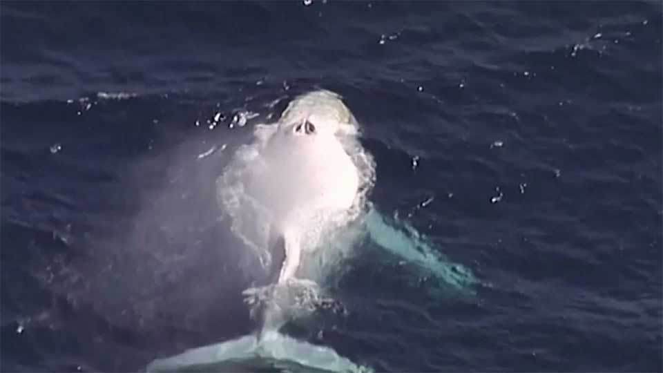 Migaloo is back! White whale spotted in waters off Gold Coast