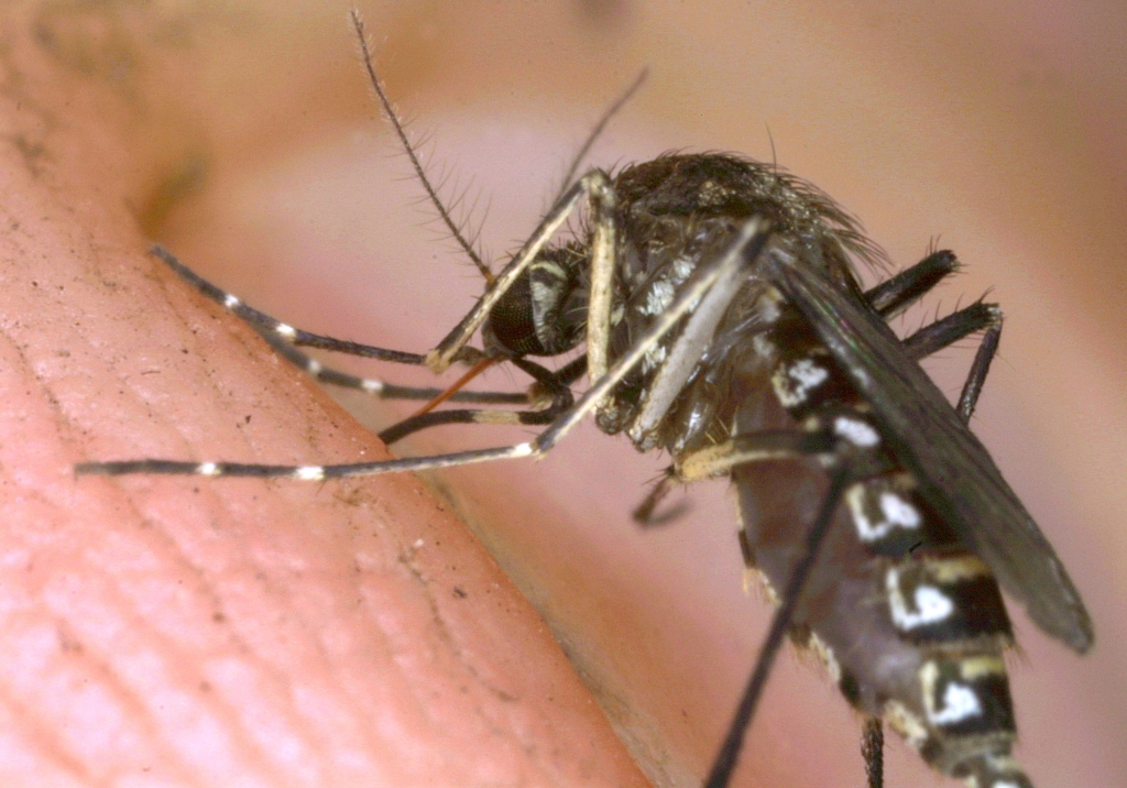 Mosquito on a person's hand