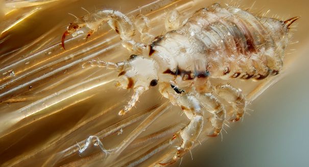 Mutant head lice are becoming increasingly drugresistant