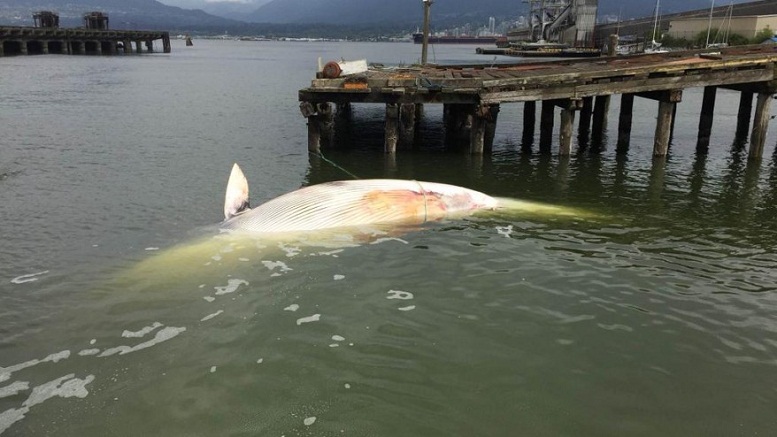 Mystery of dead Alaska whales grows