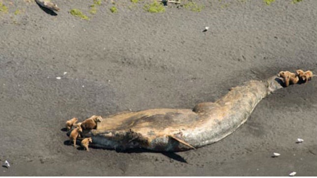 Mystery of dead Alaska whales grows