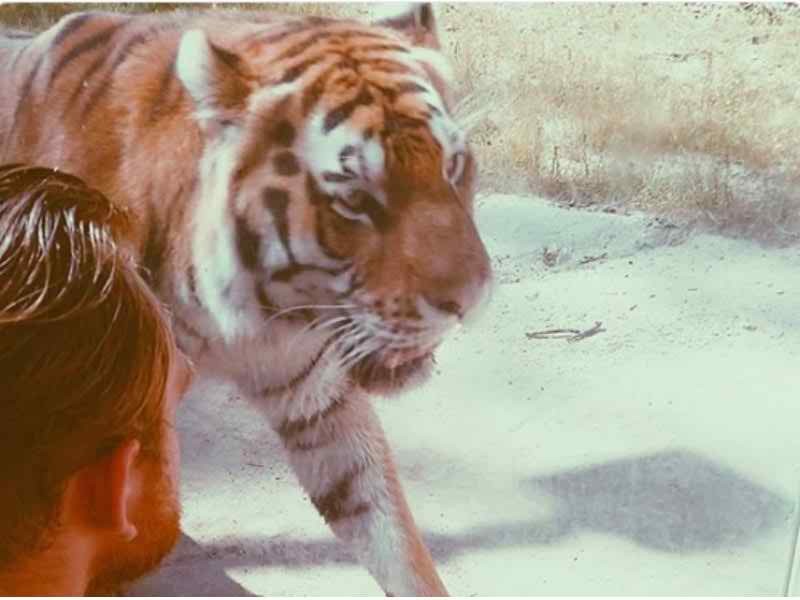 Tiger on Loose in Packard Plant Causes Uproarious Social Media Fun