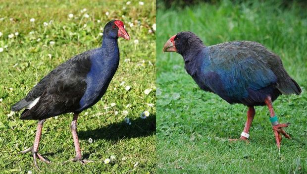 Takahē are roughly twice the size of pūkeko and flightless