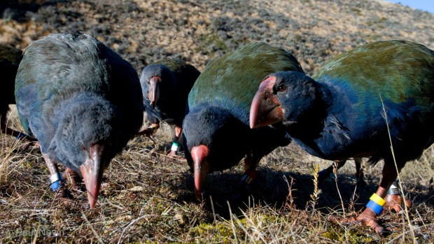 Four critically endangered takahe have been shot by Deer Stalkers Association members during a pukeko cull on Motutapu Island in the Hauraki Gulf