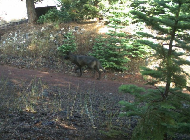 Another wolf may be roaming in Siskiyou County