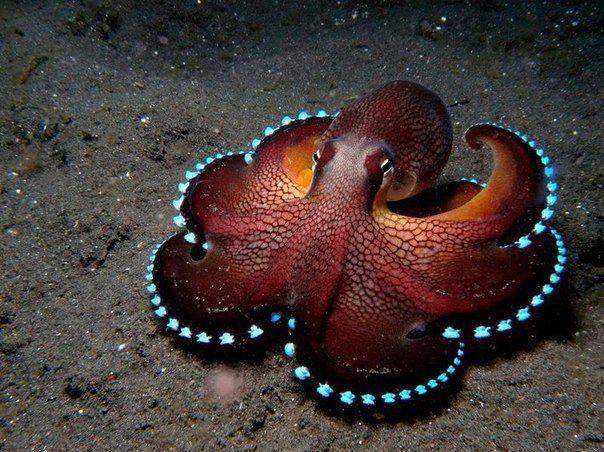 Octopuse