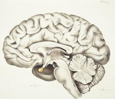 Diagram of Human Brain