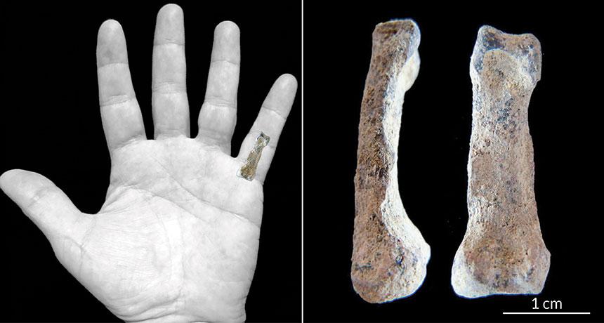 What a fossil pinky reveals about human evolution