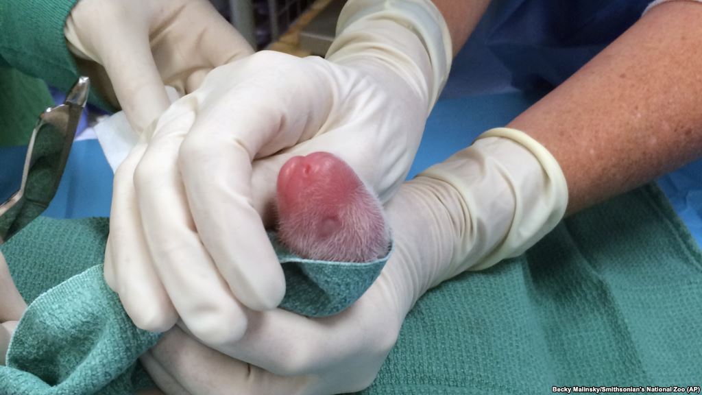 One of the giant panda cubs is examined by veterinarians after being born at Smithsonian's National Zoo in Washington Aug. 22 2015