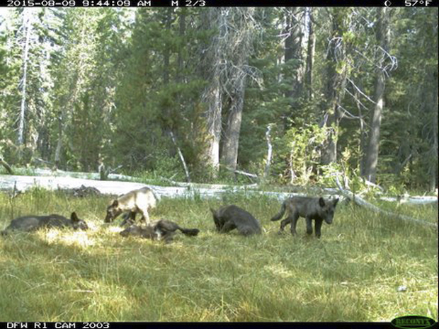 California Wolf Pack