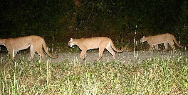 FWC Chief Dismisses Panther Hunt As “Ridiculous Stretch”