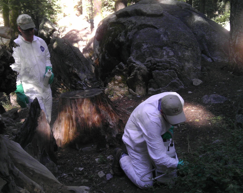 Workers treat campground where plague was found