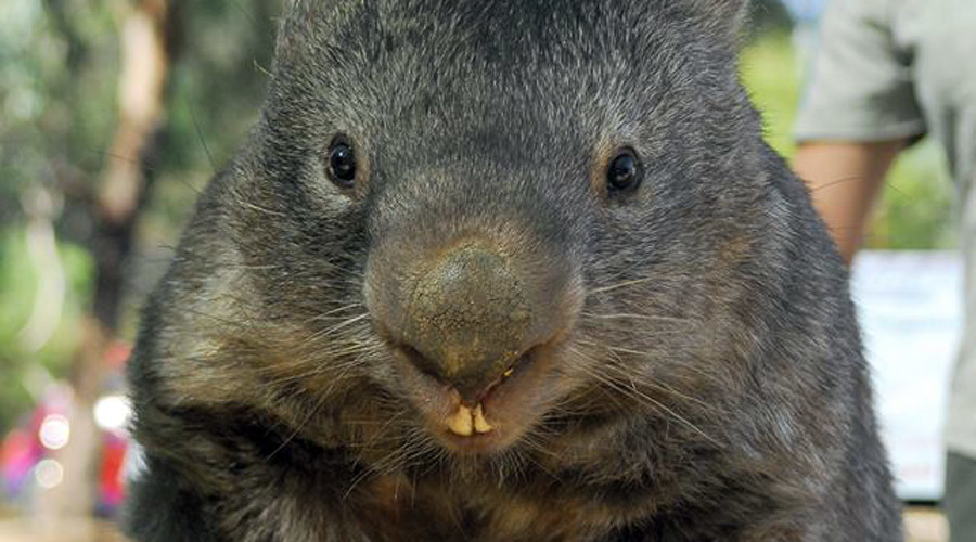 Patrickthewombat