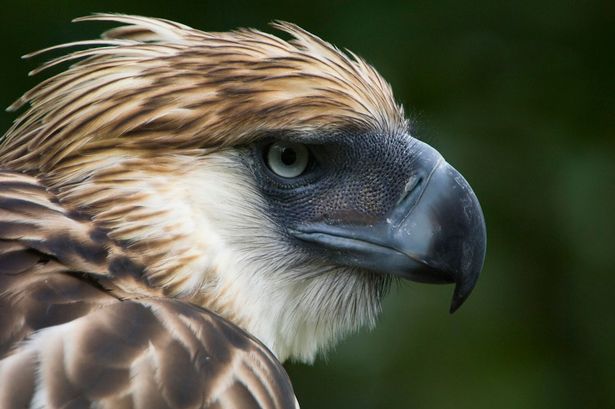 Philippine eagle