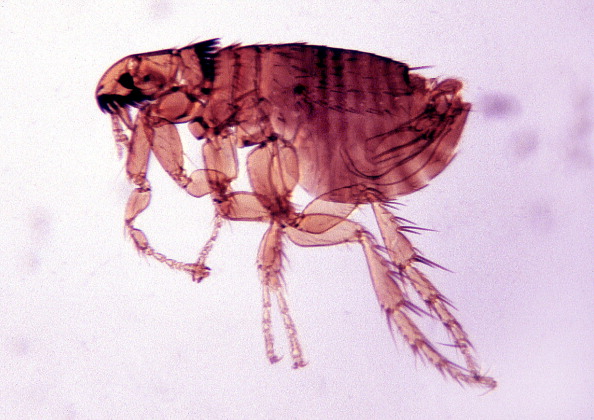 Flea Jumping Insect Which Was Responsible For Spreading The Plague From Infected Rats To Man