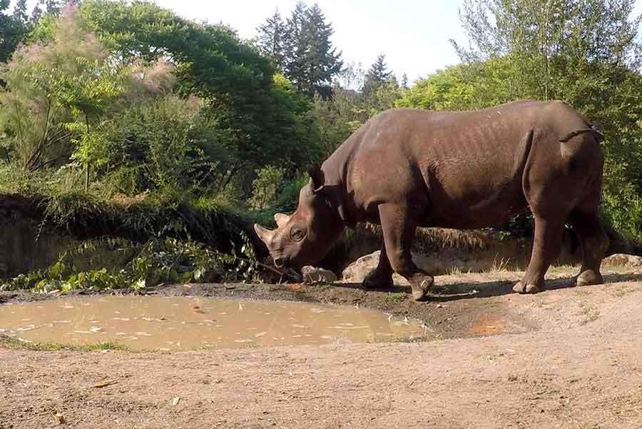 Cincinnati Zoo: Last Sumatran rhino at zoo being tranferred