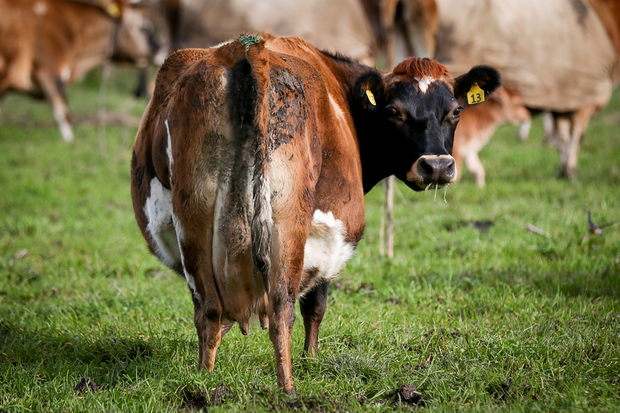 Organic Jersey cow on a Rongotea farm